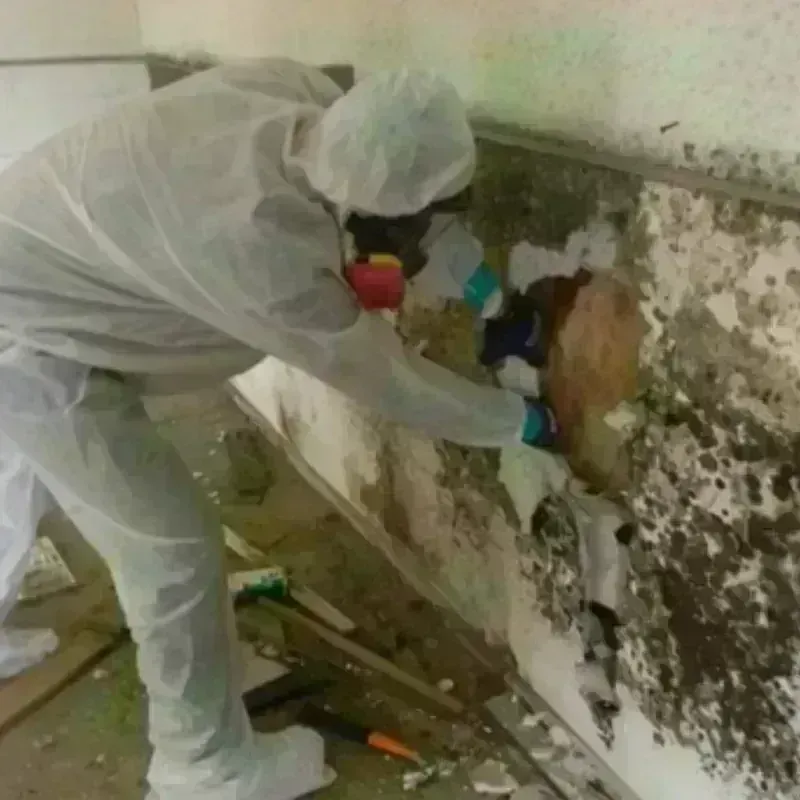 Mold Remediation and Removal in Paoli, PA